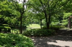 新緑の茅ヶ崎公園