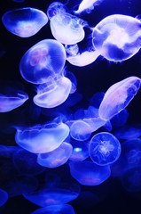  jellyfish 
