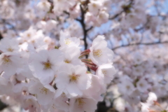 淡春