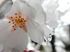 春雨