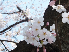 新潟の桜