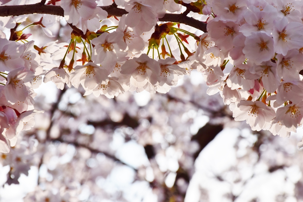 桜灯