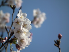 新潟の桜