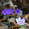 雪割草