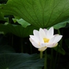 れんこんの花