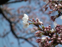 新潟の桜も・・・