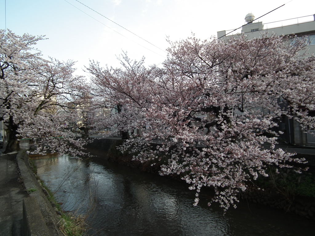新潟の桜