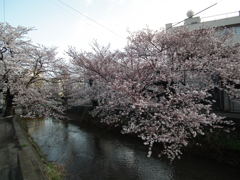 新潟の桜