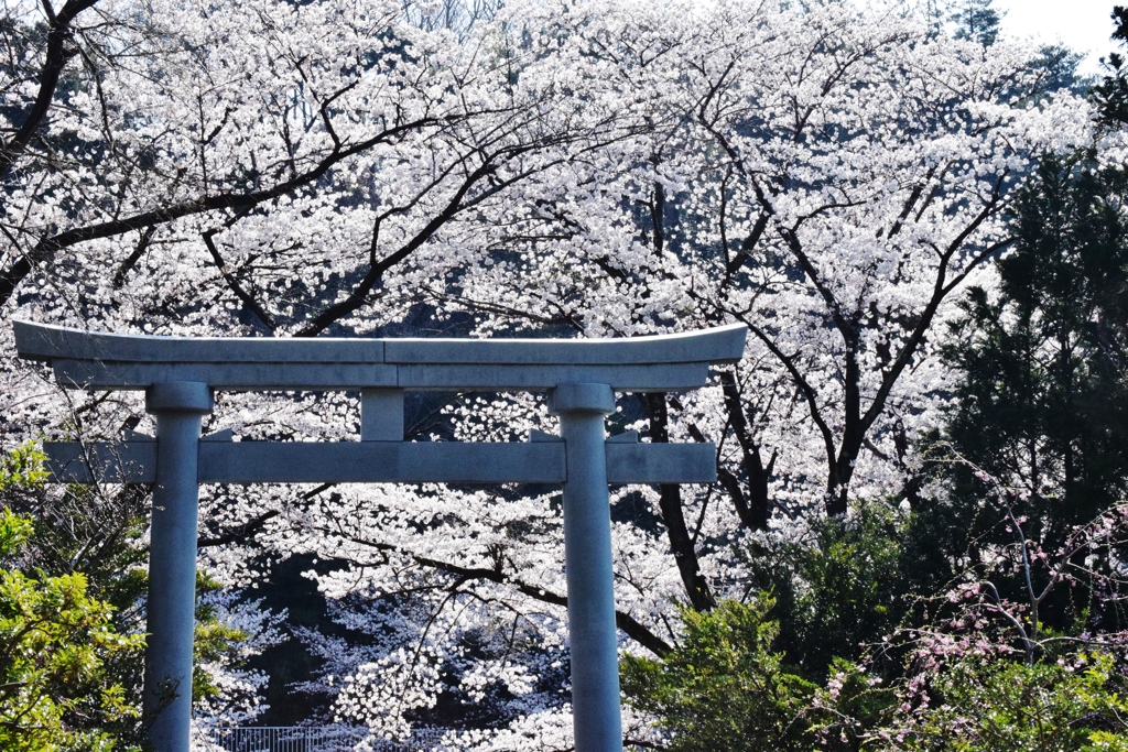 春の日