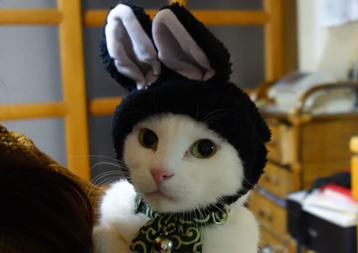猫と遊ぶ(^-^)