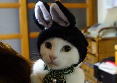 猫と遊ぶ(^-^)
