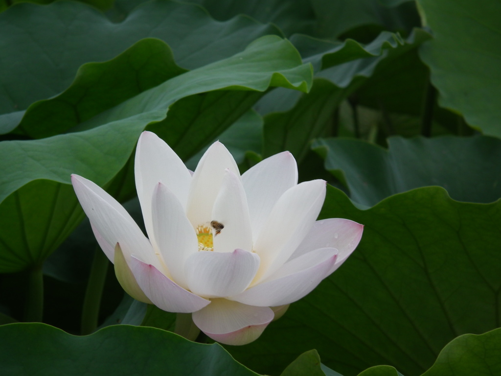 れんこんの花