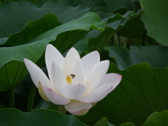れんこんの花