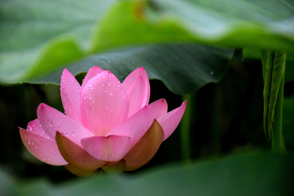 大口レンコンの花