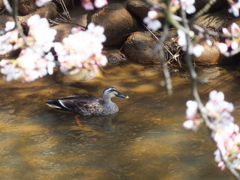 新潟の桜