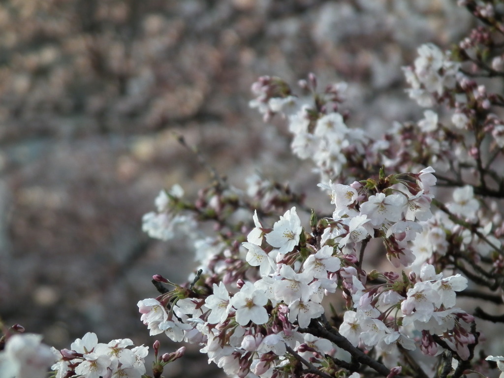 新潟の桜