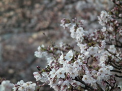 新潟の桜