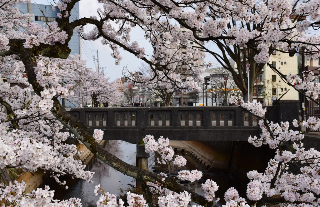古橋