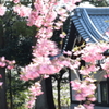 春風