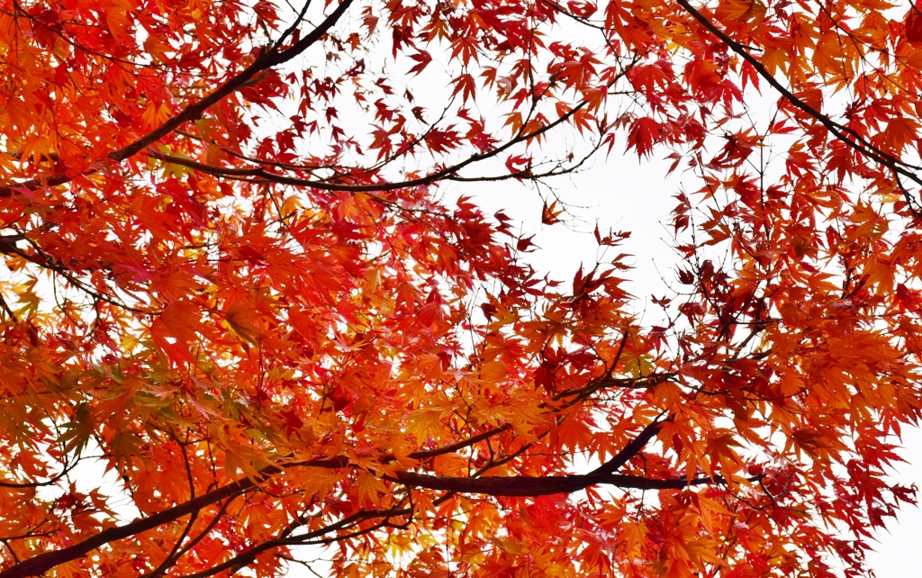 近所の紅葉その１