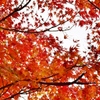 近所の紅葉その１