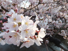 新潟の桜