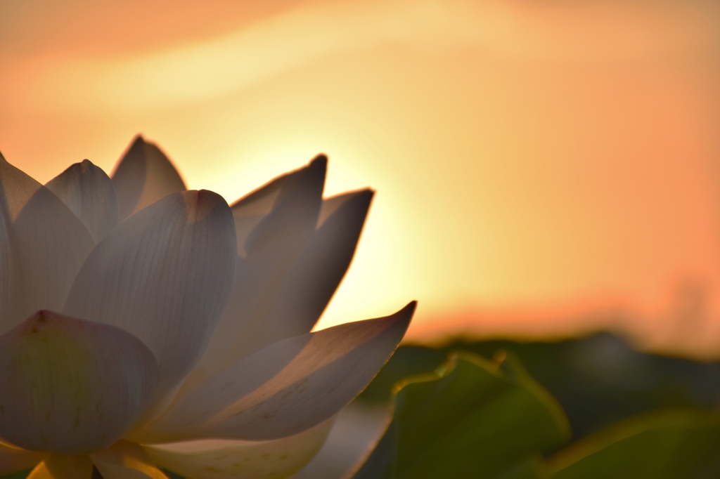 終わり間近の蓮の花