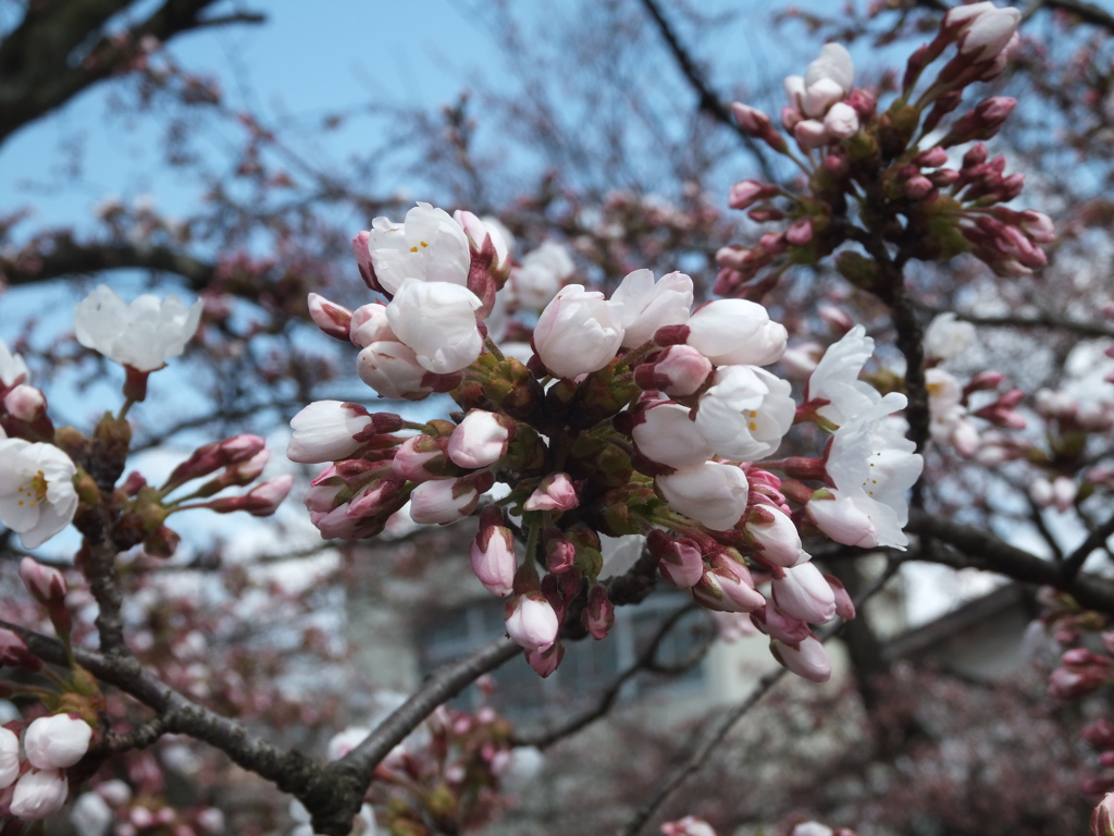 開花間近＾＾