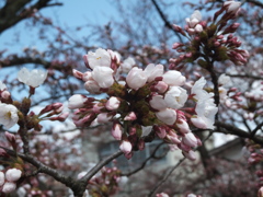 開花間近＾＾
