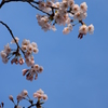 春