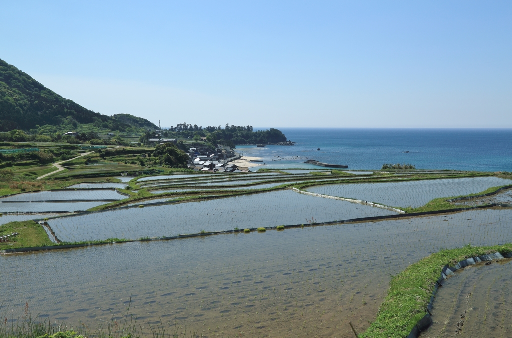 海の棚田