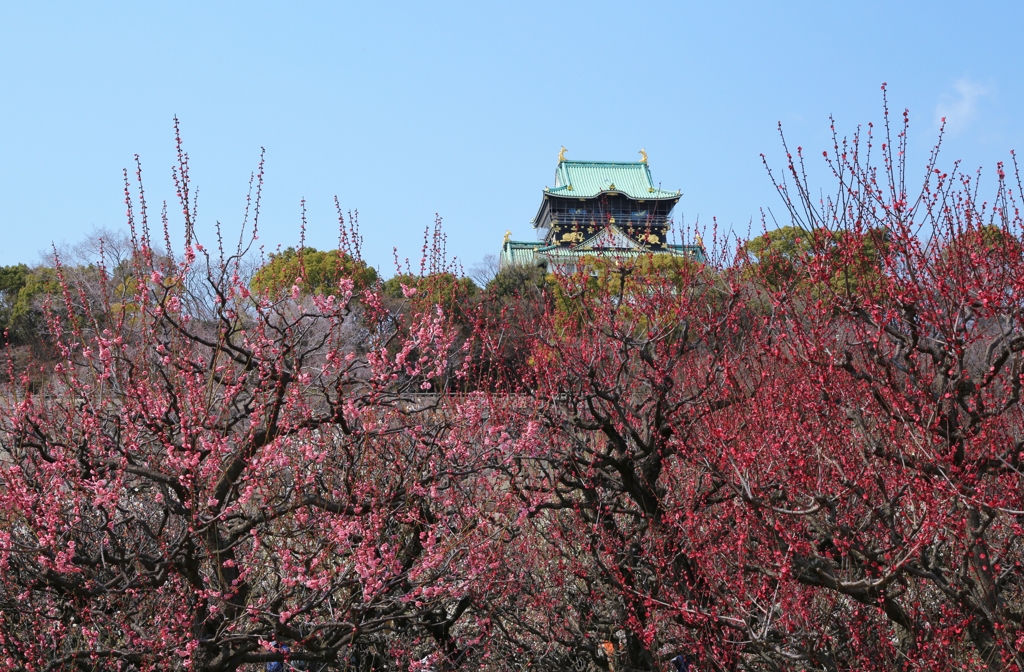 太閤梅