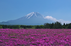 大地を染めて