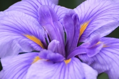白紫花しょうぶ