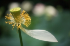 花七日