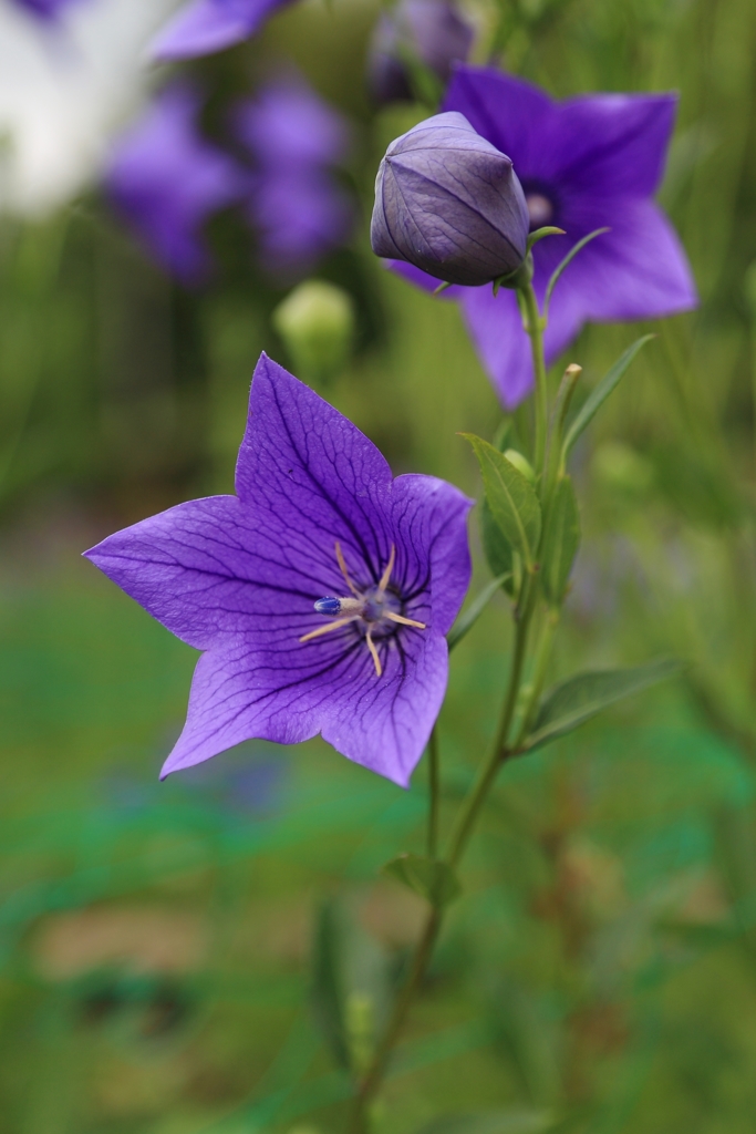 Balloon Flower