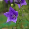 Balloon Flower