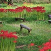 曼珠沙華ロード