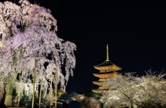 さくら 桜おいでやす