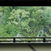 春を待つ曹源池庭園