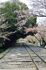 桜花の向こうに