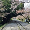 桜花の向こうに