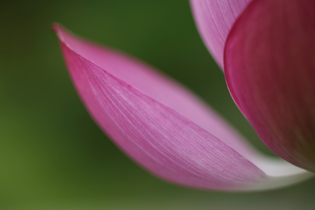 花ひと時