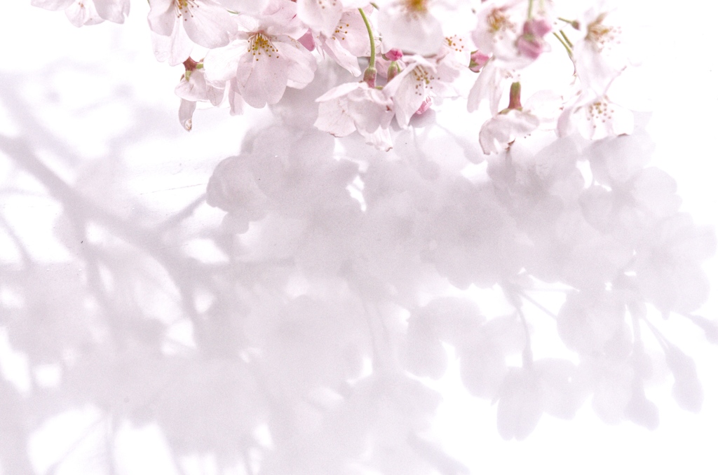 桜影