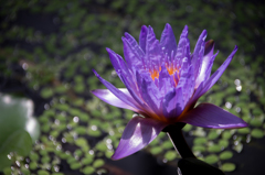 神戸どうぶつ王国 花2