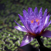 神戸どうぶつ王国 花2