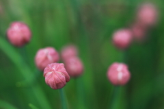 花色季節　チヤイブ蕾