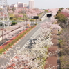 花色季節　さくら風景＃７