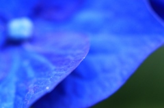 青色花弁