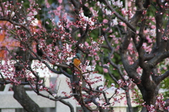 鳥を徒労　天神様の『ウメセミ』＃１